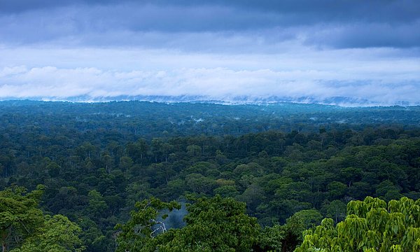Ebo Ormanları, Yabassi Key Bioçeşitlilik Bölgesi'nin yarısından fazlasını oluşturuyor.