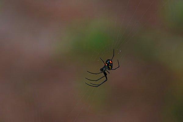 16. Karadul örümceği, seks sonrasında partnerini yer ve bu sayı günde 20 partnere ulaşabilir.