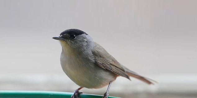 Pulya kuşu diğer adıyla karabaşlı ötleğen; Kıbrıs'ın yerel kuşlarından biri.