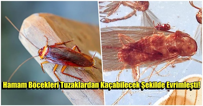 Hamam Böcekleri Evrim Geçirdi: Artık İnsanlara Yakalanmayacaklar!