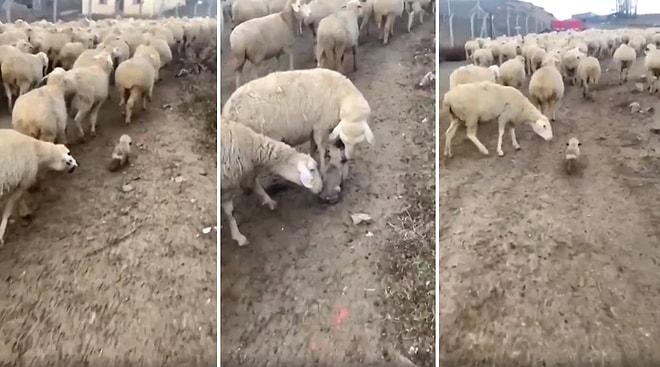 Koyun Sürüsüne Eşlik Eden Yavru Çoban Köpeğinin İlk Görev Gününde Koyunlarla Tanıştığı Muhteşem Anlar
