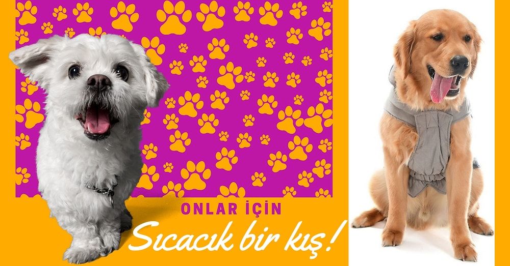 Patili Dostunuzu Sıcacık Tutarken Tarz Görünmesini de Sağlayacak Her Irk İçin Köpek Montları
