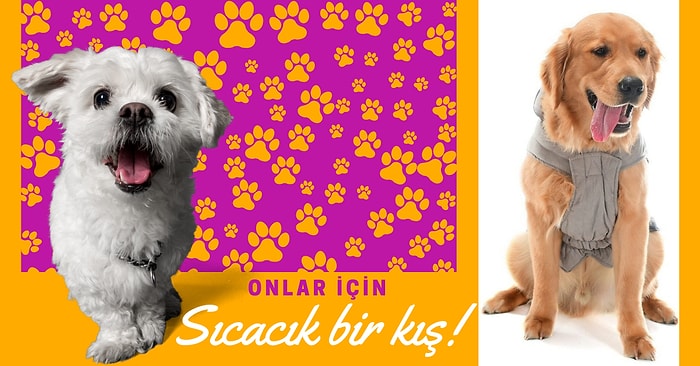 Patili Dostunuzu Sıcacık Tutarken Tarz Görünmesini de Sağlayacak Her Irk İçin Köpek Montları