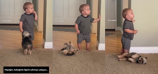 Küçük Çocuğun Dikkatini Çekmek İçin Şekilden Şekile Giren Köpeğin Sevimli Halleri