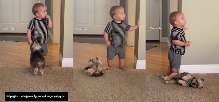 Küçük Çocuğun Dikkatini Çekmek İçin Şekilden Şekile Giren Köpeğin Sevimli Halleri