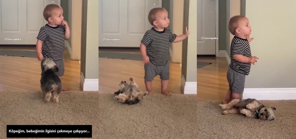 Küçük Çocuğun Dikkatini Çekmek İçin Şekilden Şekile Giren Köpeğin Sevimli Halleri
