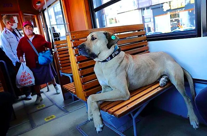 İstanbul'un Meşhur Köpeği Boji'yi Ömer Koç Sahiplendi