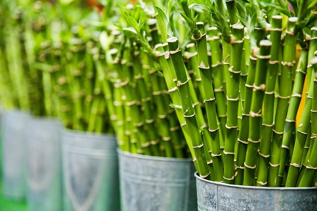 2. Şansın ve bolluğun sembolü: Bambu