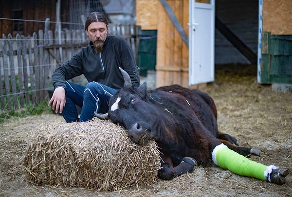 1. Коровы помнят все, включая то, когда их человек помогает им вылечить сломанную ногу