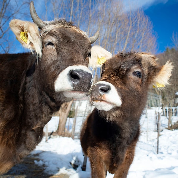 2. Коровы любят своих детенышей