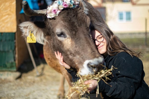 6. Коровы любят объятия