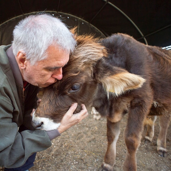 7. Коровы обожают объятия от дедушек
