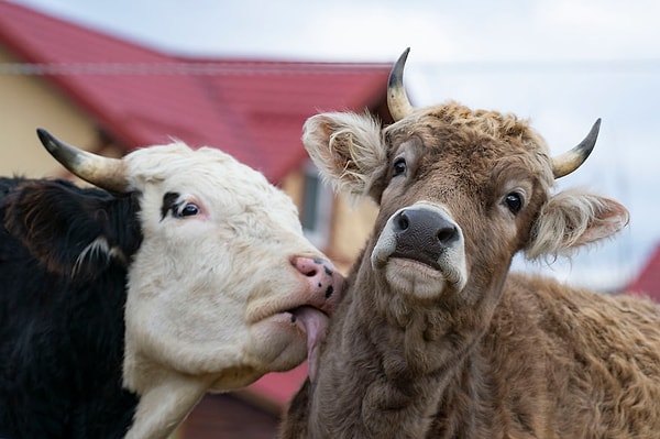 8. Им даже нравится дарить друг другу поцелуи