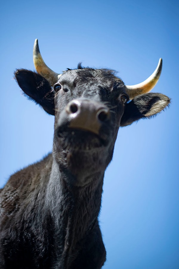 9. Коровы умны, и иногда они смотрят на вас свысока и осуждают