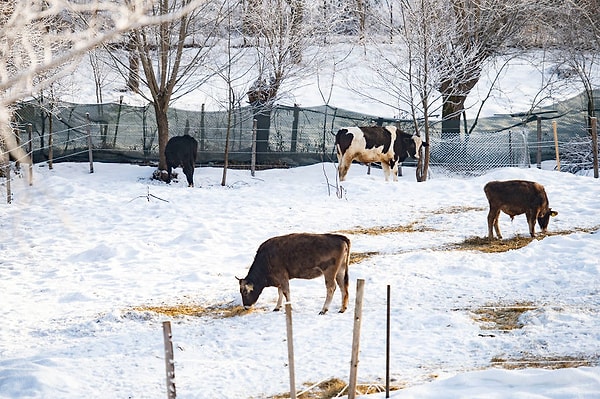 13. Коровы с именами дают больше молока. Счастливые коровы, получающие удовольствие от человеческой привязанности, дают больше молока.