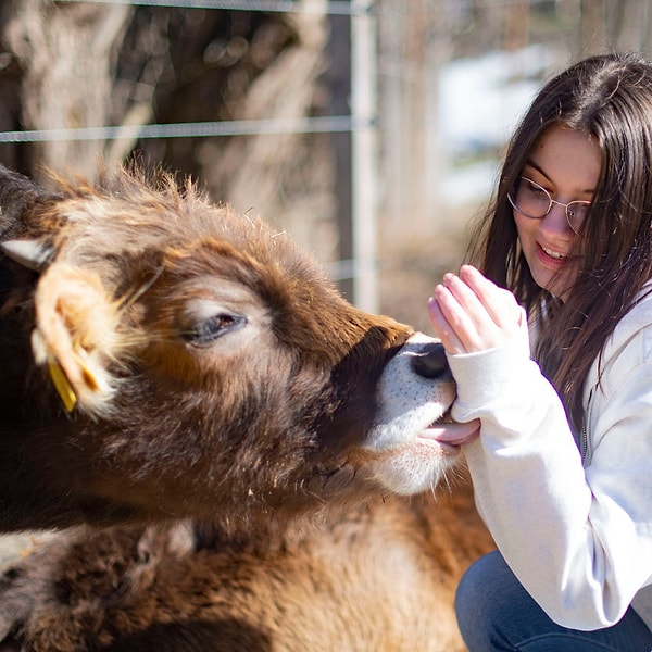 15. Коровы любят целовать своих людей