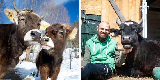 15 причин, почему коров нужно любить, а не выращивать на ферме