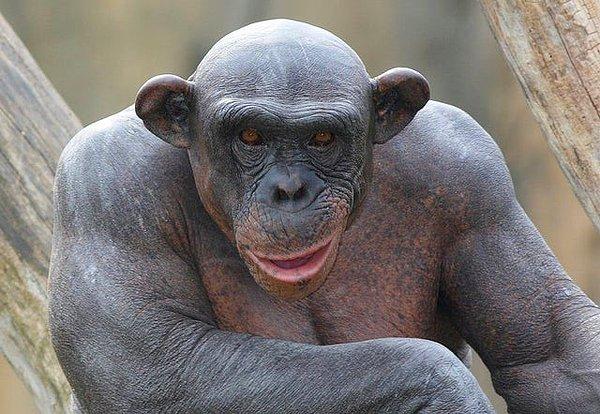 12. Daha önce hiç tüysüz bir şempanze görmüş müydünüz?