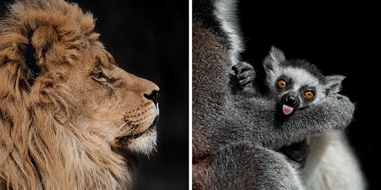 20 фотографий от македонского фотографа, которые показывают всю красоту диких животных