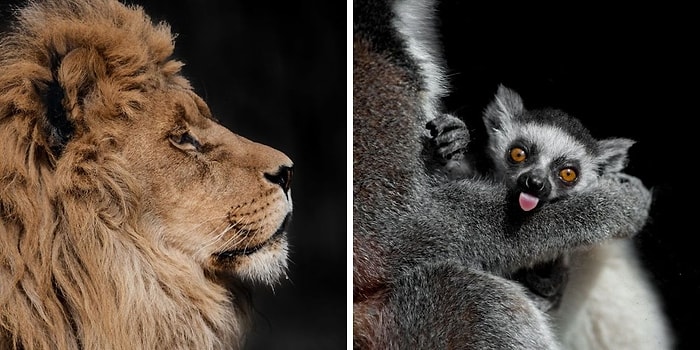 20 фотографий от македонского фотографа, которые показывают всю красоту диких животных