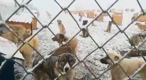 Iğdır Tuzluca'da Kaydedilen Bu Görüntüler Sizi Kahredecek: Onlarca Köpek ve Yavrusu Soğukta Ölüme Terk Edilmiş