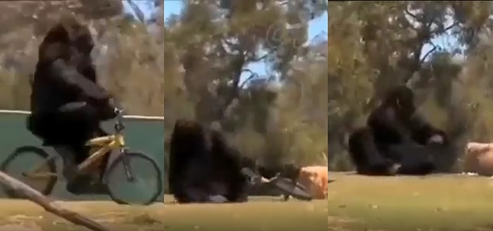Bisiklet Sürerken Düşen Gorilin Sinirini Bisikletten Çıkarttığı Komik Anlar