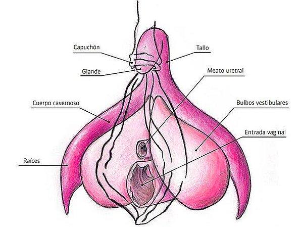 11. Klitoris ve penis aynı embriyonik dokudan oluşur.