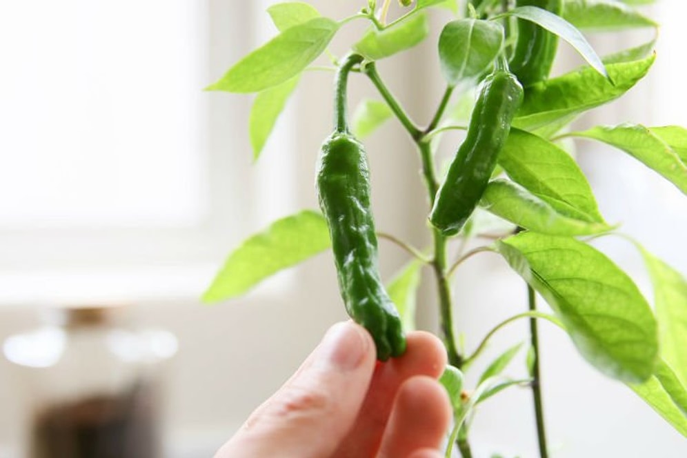 Biber Nasıl Ekilir? Biber Ekiminde Püf Noktalar Nelerdir?