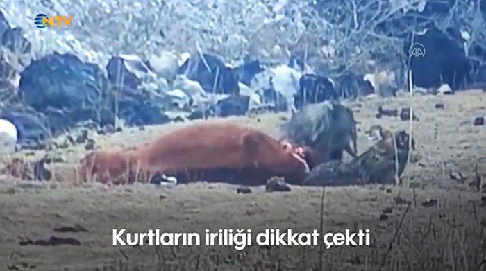 Iğdır'da Beslenmek İçin Düşük Rakımlara İnen Kurtlar, At Avlayarak Yediler