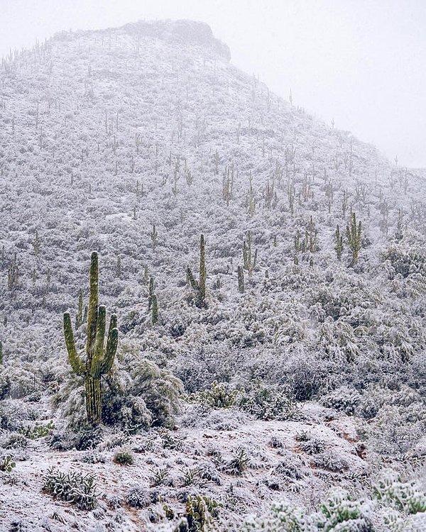 1. Nadir görülen çöl karı, Arizona: