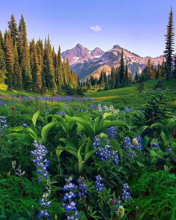 7. Mt Rainier Ulusal Parkı'nda yaz mevsimi: