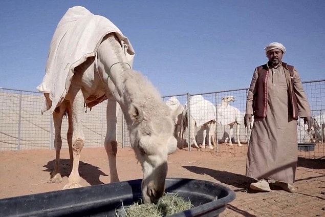 Suudi Arabistan Deve Kulübü, sadece develere özel hizmet veren bir otelin açıldığını sosyal medya hesabında tanıtım videosu paylaşarak duyurdu.