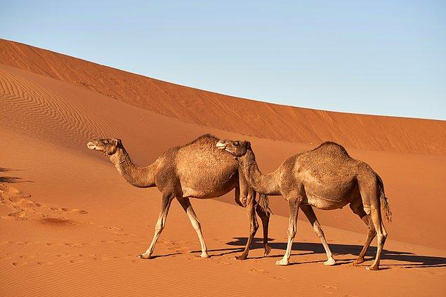 Suudi Arabistan'da her yıl ödüllü deve yarışları düzenleniyor.