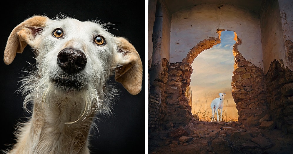 20 фотографий брошенных испанских охотничьих собак от американского фотографа