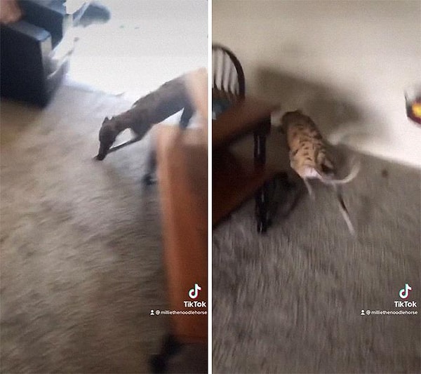 9. Взволнованы, когда вы приходите домой