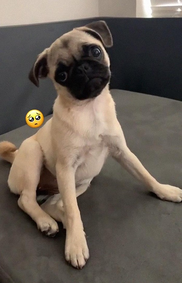 10. Наклоняет голову