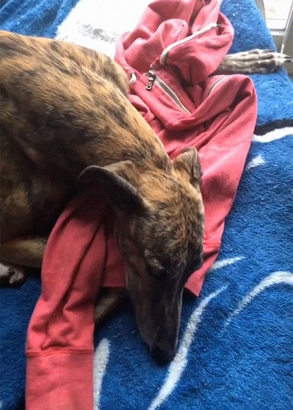 15. Спят на вашей одежде