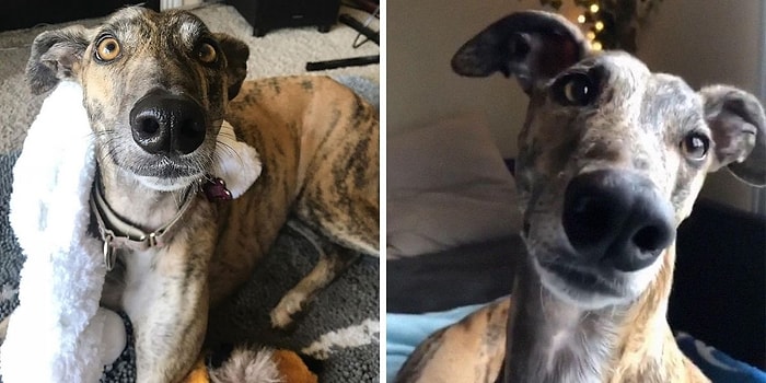 15 фактов о психологии собак, которые должен знать каждый владелец четвероногих дружков