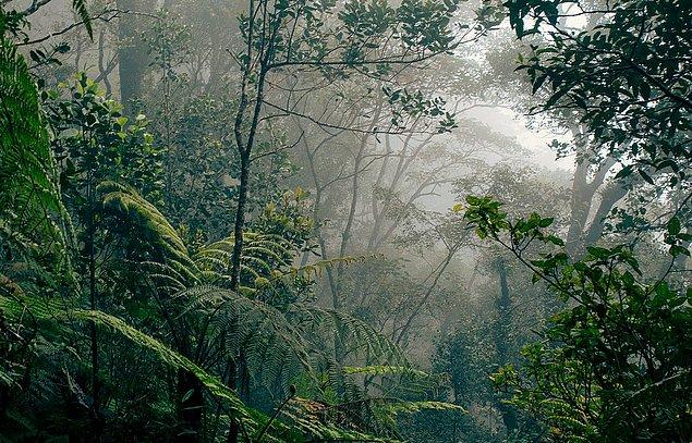 En büyük yağmur ormanlarına geçmeden önce biraz bilgi verelim.