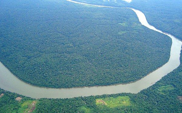 Amazon ormanları Dünya’daki toplam biyolojik çeşitliliğin en az %10’una ev sahipliği yapar.
