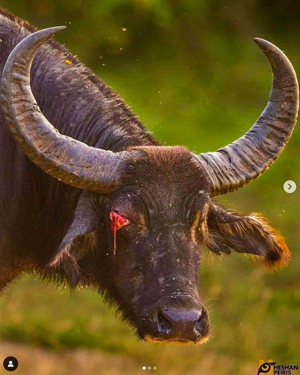 1. Av sırasında tek gözünü kaybeden zavallı bir bizon: