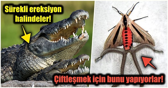 Doğanın Korkutucu Yüzünü İliklerinize Kadar Hissetmenize Sebep Olacak Birbirinden Ürkütücü 15 Yeni Fotoğraf