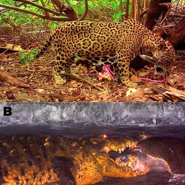 7. Timsahlar ve jaguarlar, Orta Amerika'daki deniz kaplumbağalarının başlıca avcılarıdır.