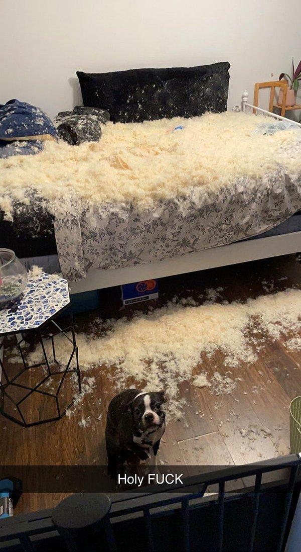 5. "İşten eve geldiğim zaman köpeğimin tüm yastıkları parçalamıştı."