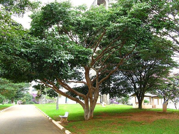 9. Döşeme ve mobilyalarda kullanılan sert yapılı ağaç Brezilya Kirazı, Hymenaea courbaril olarak bilinen bir ağaçtan gelir.