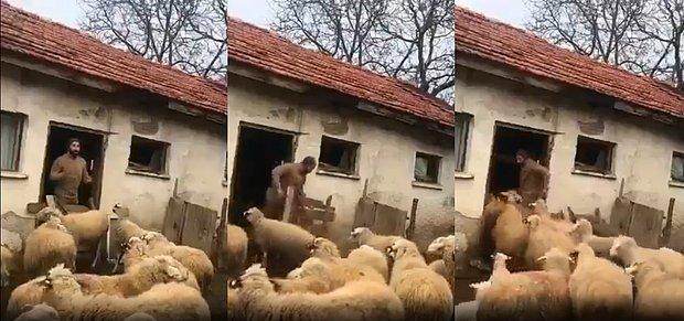 Ahıra Girmeden Önce Sosyal Mesafe Hakkında Uyaran Çoban ve Koyunlarının Viral Olan Komik Anları