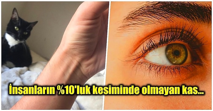 İnsan Vücudu Hakkında Daha Önce Hiçbir Yerde Görmediğinizi İddia Ettiğimiz 17 Şaşırtıcı Gerçek