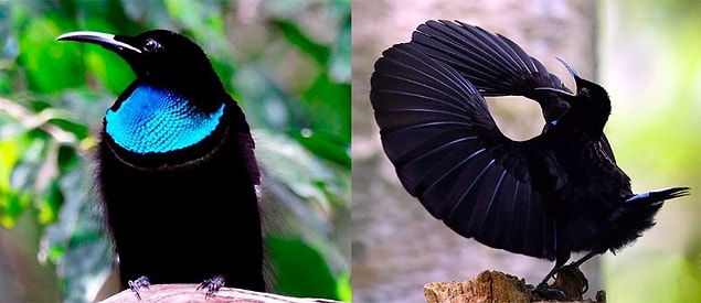 Hayvanlar Aleminde Kar�� Cinsi Etkilemek ��in Yap�lan 12 Hareket