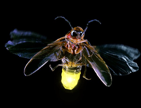 7. Gezici Ateşböceği - Işığını kullanmak