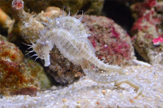 Hayvanlar Aleminde Kar�� Cinsi Etkilemek ��in Yap�lan 12 Hareket